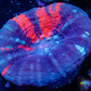 colymia Australis- War Paint Scoly Coral 4cm WYSIWYG colymia Australis- War Paint Scoly Coral 4cm WYSIWYG LPS colymia Australis- War Paint Scoly Coral 4cm WYSIWYG Zeo Box Reef