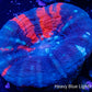 colymia Australis- War Paint Scoly Coral 4cm WYSIWYG colymia Australis- War Paint Scoly Coral 4cm WYSIWYG LPS colymia Australis- War Paint Scoly Coral 4cm WYSIWYG Zeo Box Reef