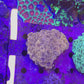 Ultra Orange Hammer Coral WYSIWYG 11cm