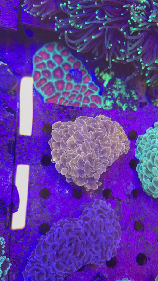 Ultra Orange Hammer Coral WYSIWYG 11cm