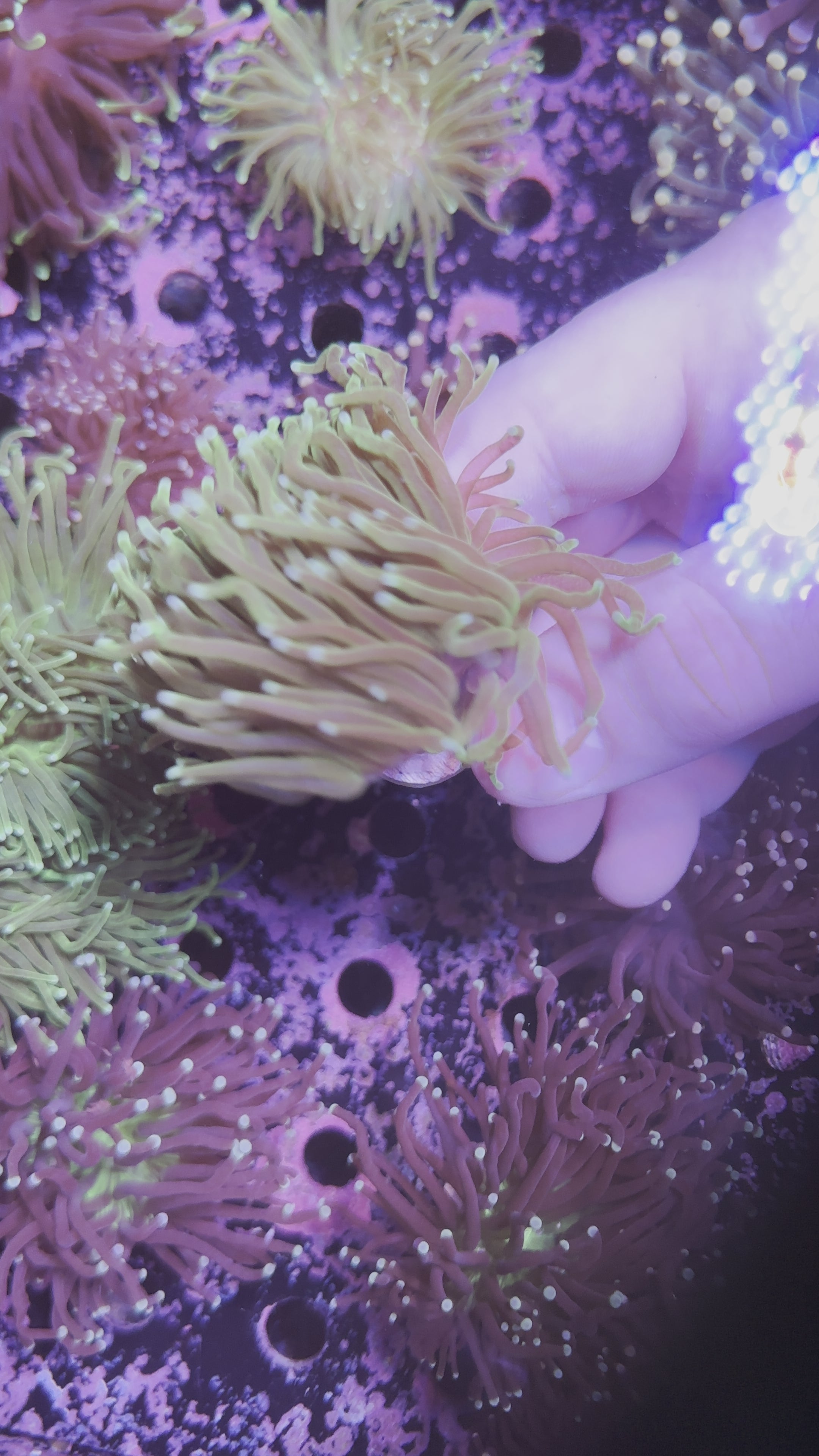 Buy Beautiful and Vibrant Torch Coral for Your Aquarium | Zeo Box