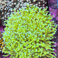 Banana 🍌 Torch Coral 10cm WYSIWYG