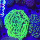 Ultra Toxic Green & Gold Stem Splatter Hammer Coral – WYSIWYG 10cm