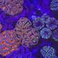Ultra Acan Coral - Micromussa Lordhowensis - Rainbow 🌈 Acan B3R2B1 6cm