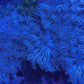 Blue Pulsing Xenia Coral  Frag