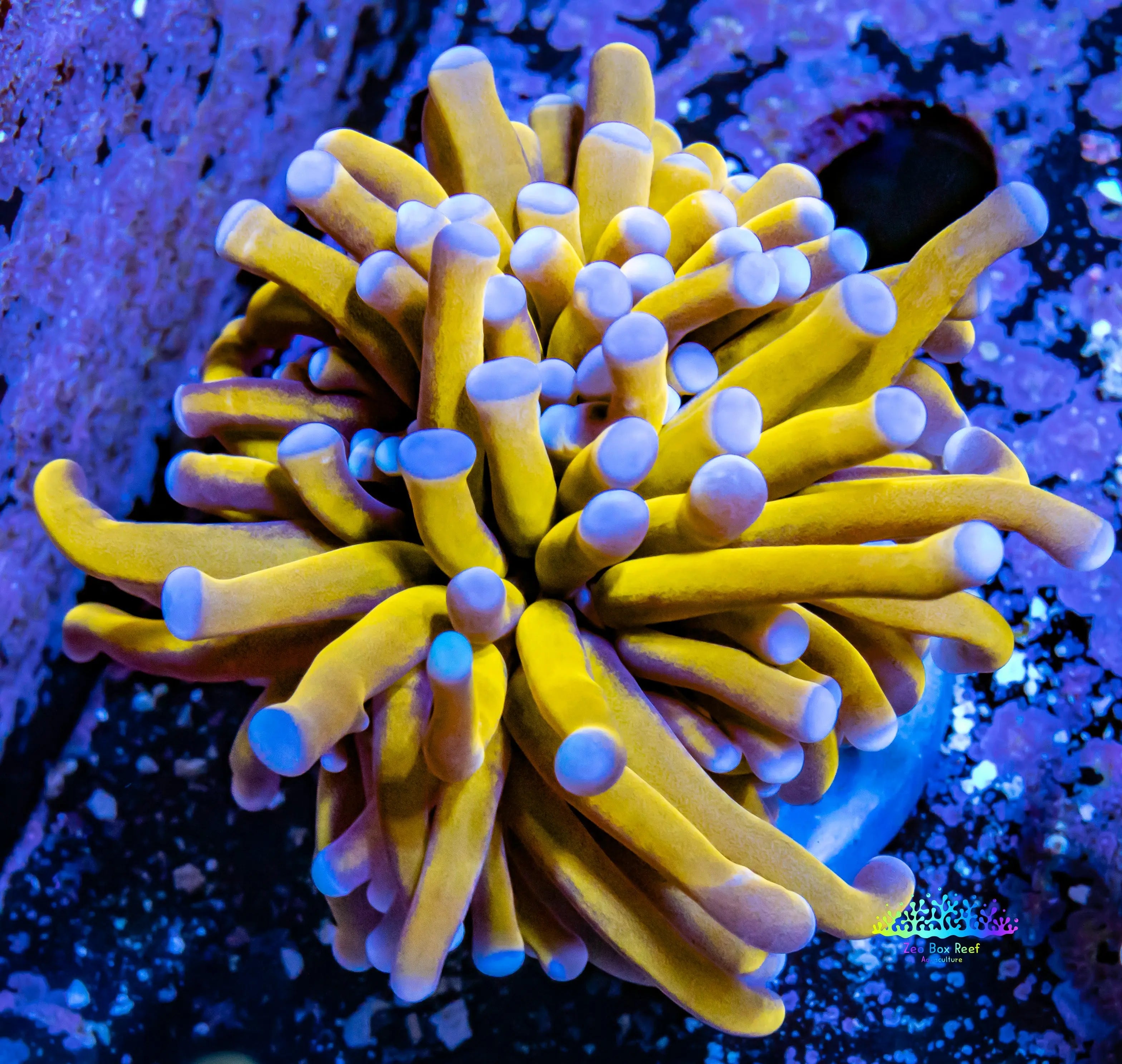 Buy Stunning 24K Blue Tip Gold Torch Coral for Sale - Hand-Selected and ...