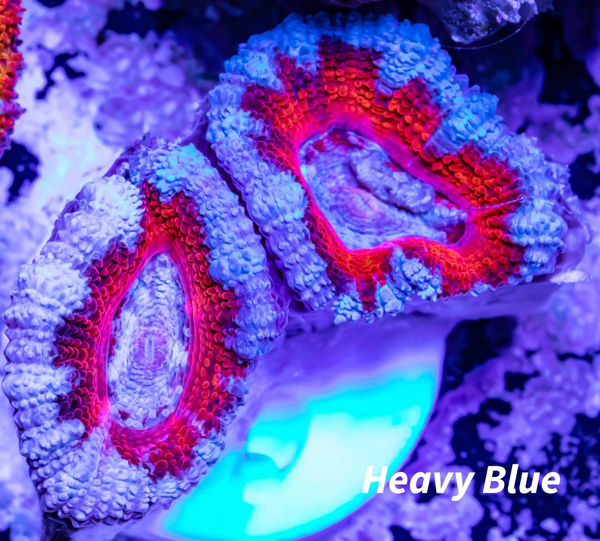 Acan Coral - Micromussa Lordhowensis - Ultra Acan Frag WYSIWYG Acan Coral - Micromussa Lordhowensis - Ultra Acan Frag WYSIWYG LPS Acan Coral - Micromussa Lordhowensis - Ultra Acan Frag WYSIWYG Zeo Box Reef