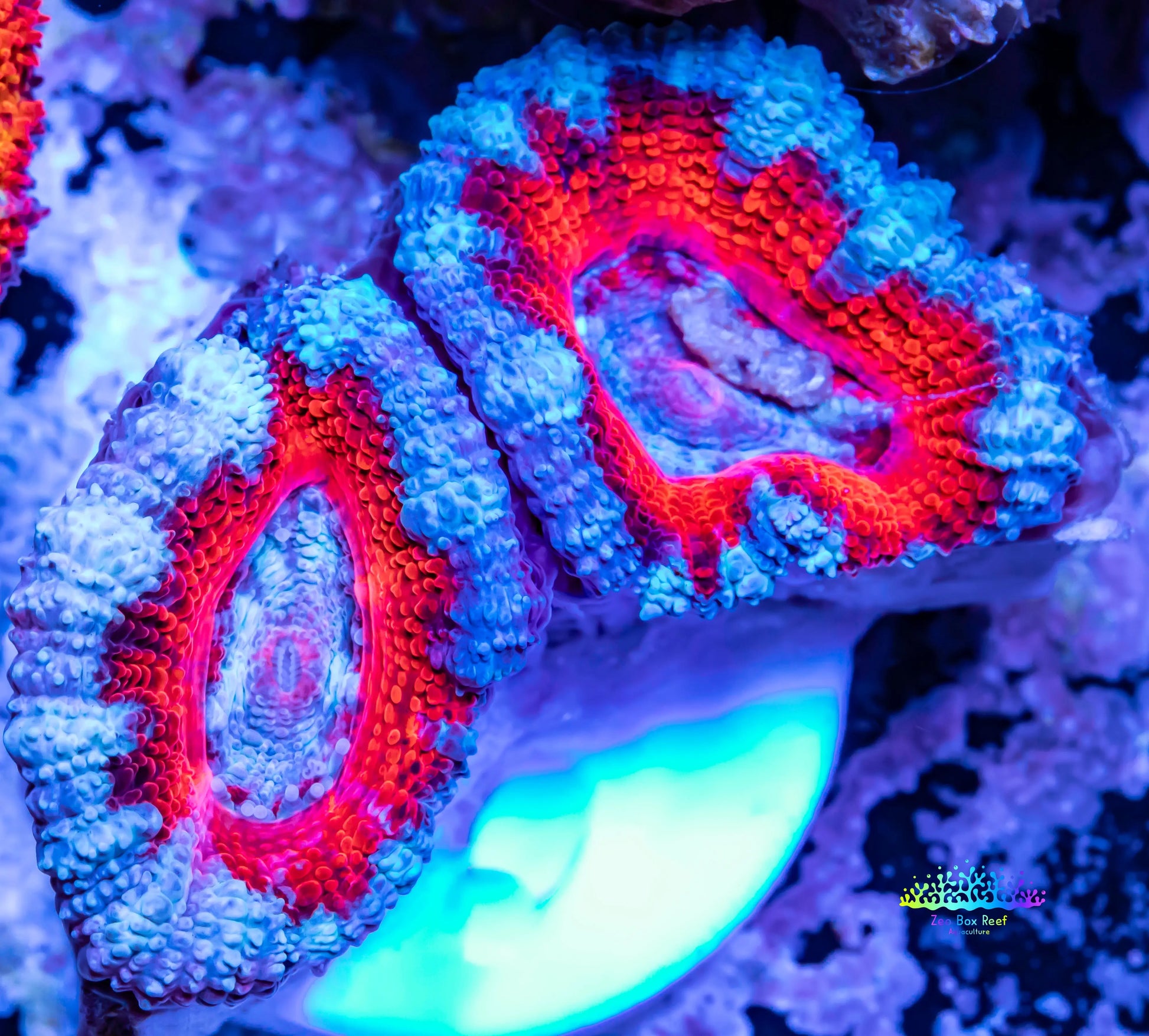 Acan Coral - Micromussa Lordhowensis - Ultra Acan Frag WYSIWYG Acan Coral - Micromussa Lordhowensis - Ultra Acan Frag WYSIWYG LPS Acan Coral - Micromussa Lordhowensis - Ultra Acan Frag WYSIWYG Zeo Box Reef