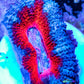 Acan Coral - Micromussa Lordhowensis - Ultra Acan Frag WYSIWYG Acan Coral - Micromussa Lordhowensis - Ultra Acan Frag WYSIWYG LPS Acan Coral - Micromussa Lordhowensis - Ultra Acan Frag WYSIWYG Zeo Box Reef
