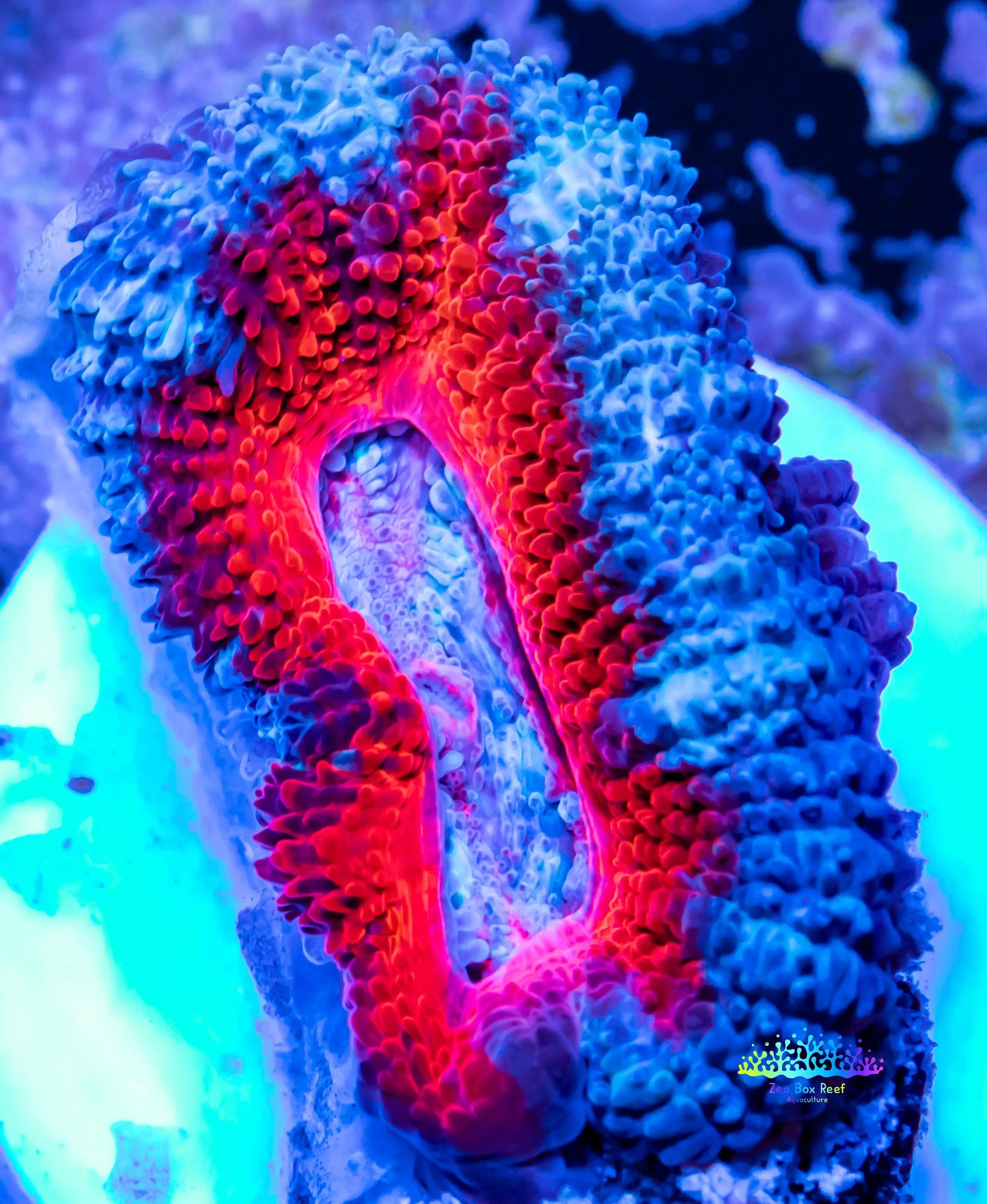 Acan Coral - Micromussa Lordhowensis - Ultra Acan Frag WYSIWYG Acan Coral - Micromussa Lordhowensis - Ultra Acan Frag WYSIWYG LPS Acan Coral - Micromussa Lordhowensis - Ultra Acan Frag WYSIWYG Zeo Box Reef