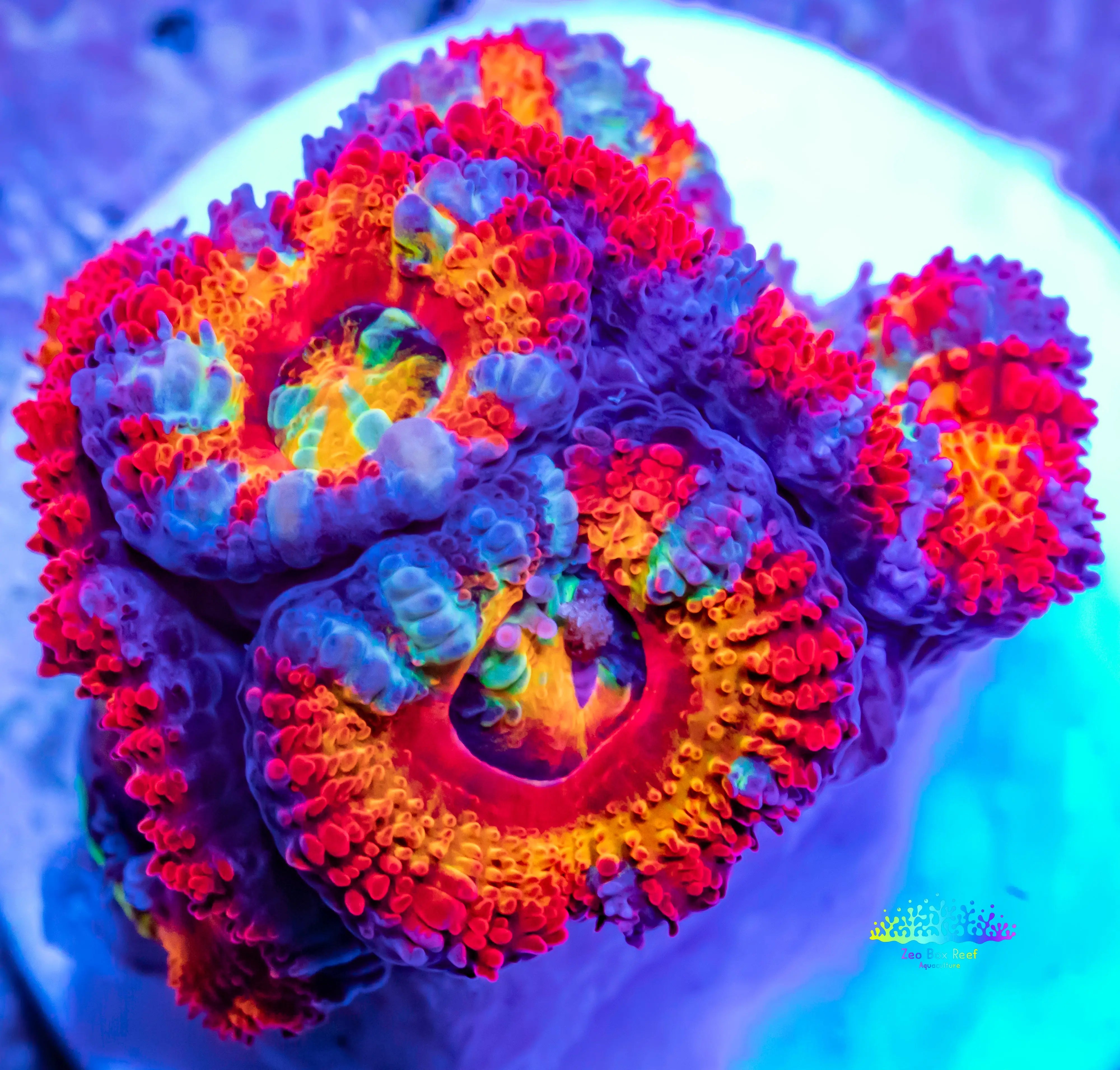 "Stunning Acan Corals for Sale Elevate Your Reef Tank with Zeo Box