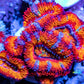 Acan Coral - Micromussa Lordhowensis - Ultra Rainbow Acan Frag WYSIWYG Acan Coral - Micromussa Lordhowensis - Ultra Rainbow Acan Frag WYSIWYG LPS Acan Coral - Micromussa Lordhowensis - Ultra Rainbow Acan Frag WYSIWYG Zeo Box Reef