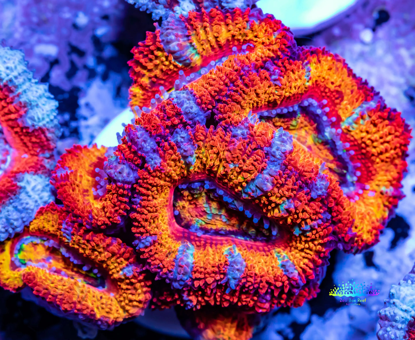 Acan Coral - Micromussa Lordhowensis - Ultra Rainbow Acan Frag WYSIWYG Acan Coral - Micromussa Lordhowensis - Ultra Rainbow Acan Frag WYSIWYG LPS Acan Coral - Micromussa Lordhowensis - Ultra Rainbow Acan Frag WYSIWYG Zeo Box Reef