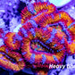Acan Coral - Micromussa Lordhowensis - Ultra Rainbow Acan Frag WYSIWYG Acan Coral - Micromussa Lordhowensis - Ultra Rainbow Acan Frag WYSIWYG LPS Acan Coral - Micromussa Lordhowensis - Ultra Rainbow Acan Frag WYSIWYG Zeo Box Reef