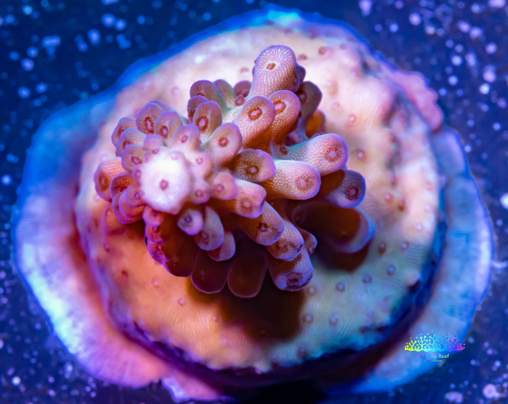 Acropora Coral- Acro - Frag- WYSIWYG Acropora Coral- Acro - Frag- WYSIWYG SPS Acropora Coral- Acro - Frag- WYSIWYG Zeo Box Reef