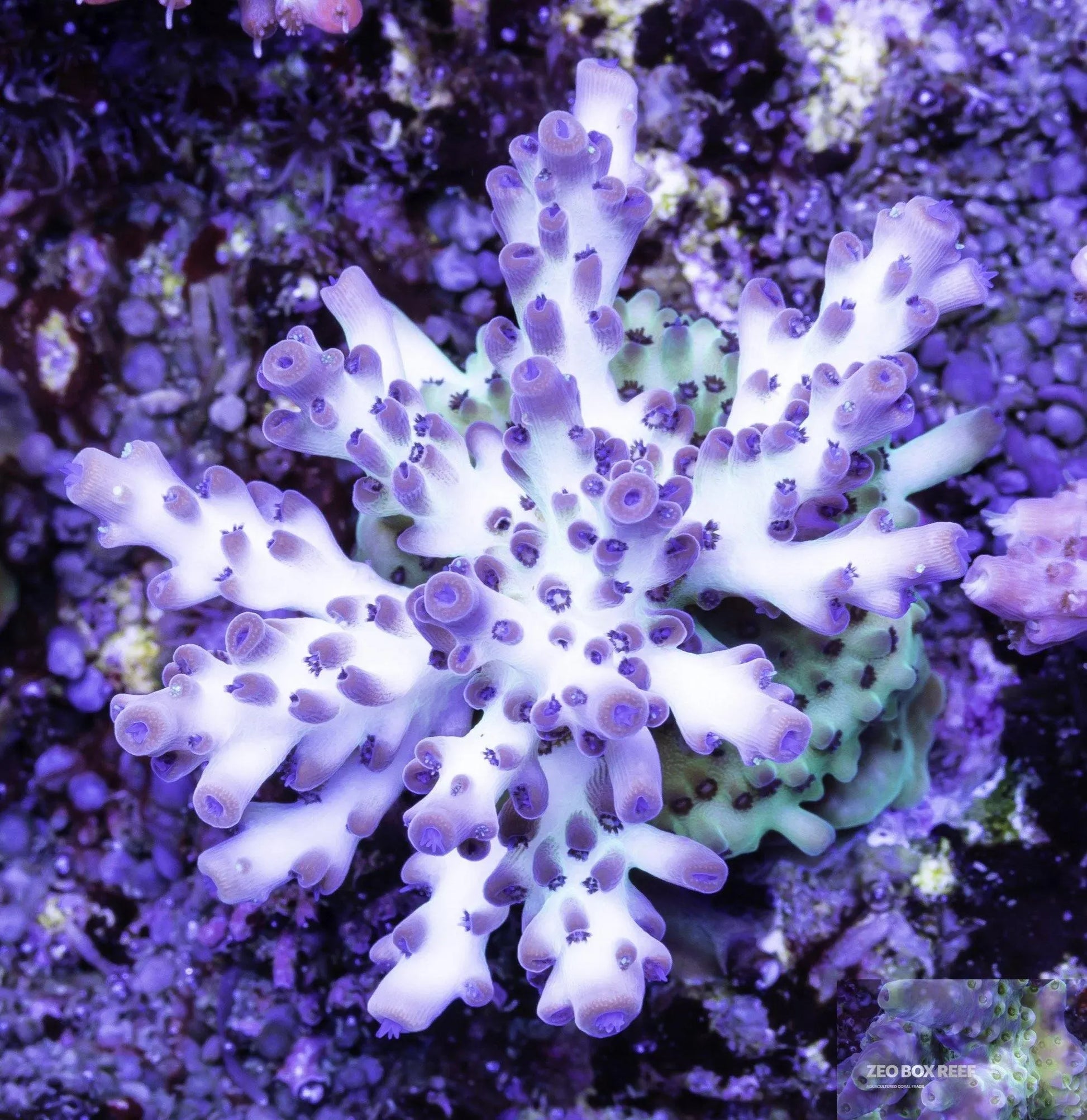 Zeo Box Reef Acropora Coral- SPS  Frag- Cheeseball product_description SPS.