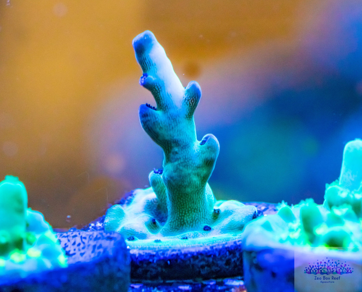 Acropora Coral- SPS  Frag- Cheeseball