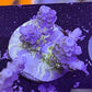 Acropora Coral- SPS  Frag- Purple, blue, Green and green polyps Acropora Coral- SPS  Frag- Purple, blue, Green and green polyps SPS Acropora Coral- SPS  Frag- Purple, blue, Green and green polyps Zeo Box Reef