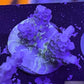 Acropora Coral- SPS  Frag- Purple, blue, Green and green polyps Acropora Coral- SPS  Frag- Purple, blue, Green and green polyps SPS Acropora Coral- SPS  Frag- Purple, blue, Green and green polyps Zeo Box Reef