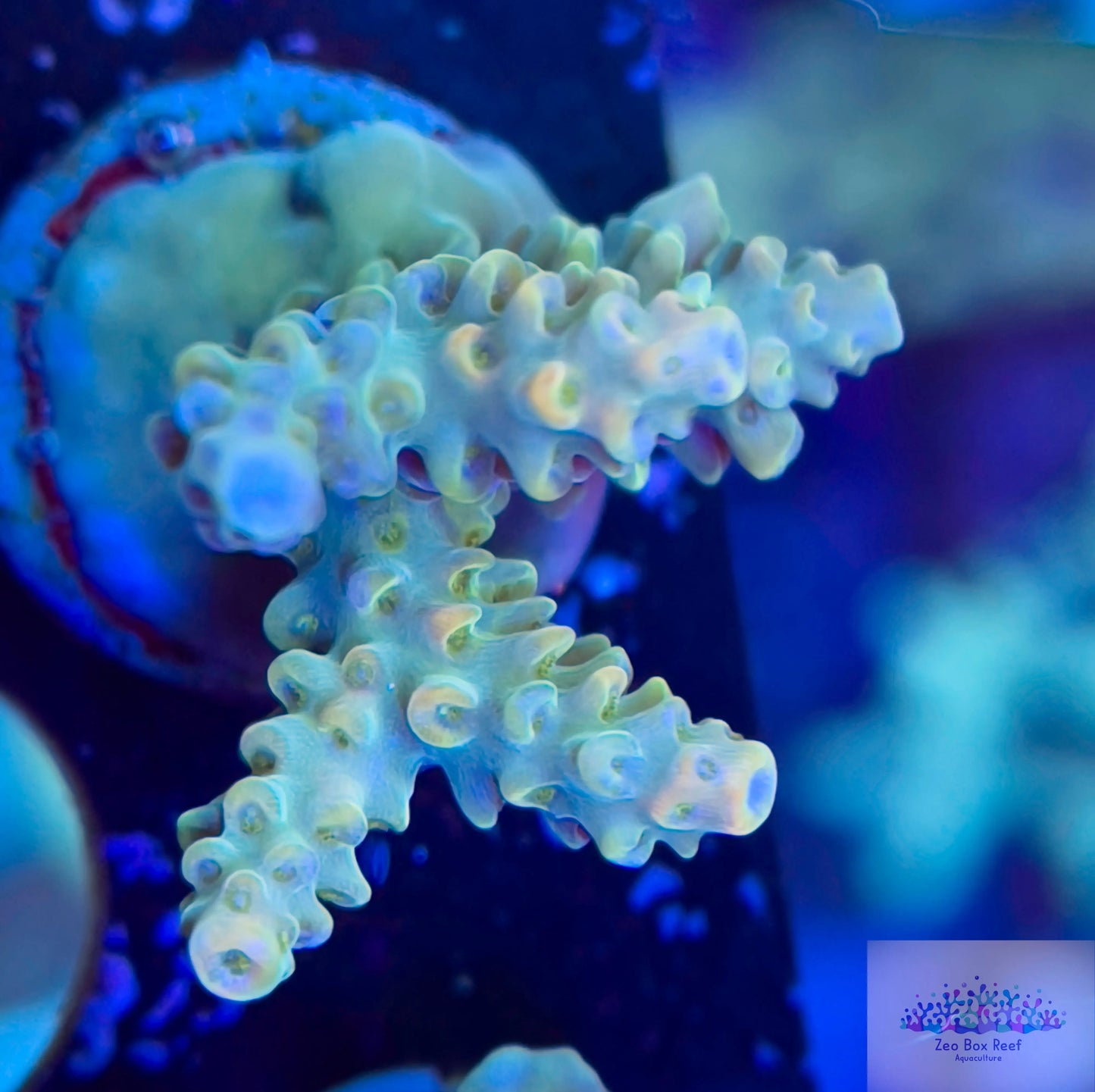 Acropora Coral- SPS  Frag- ZBR Fanta - Orange, Green and blue Acropora Coral- SPS  Frag- ZBR Fanta - Orange, Green and blue SPS Acropora Coral- SPS  Frag- ZBR Fanta - Orange, Green and blue Zeo Box Reef