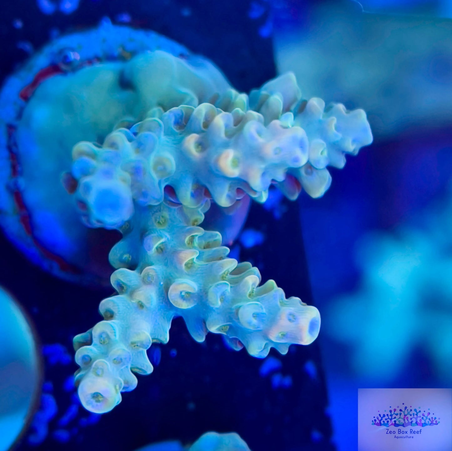 Acropora Coral- SPS  Frag- ZBR Fanta - Orange, Green and blue Acropora Coral- SPS  Frag- ZBR Fanta - Orange, Green and blue SPS Acropora Coral- SPS  Frag- ZBR Fanta - Orange, Green and blue Zeo Box Reef