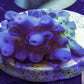 Acropora Coral- SPS Frag-  Apricus Acropora Coral- SPS Frag-  Apricus SPS Acropora Coral- SPS Frag-  Apricus Zeo Box Reef