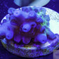 Acropora Coral- SPS Frag-  Apricus Acropora Coral- SPS Frag-  Apricus SPS Acropora Coral- SPS Frag-  Apricus Zeo Box Reef