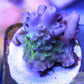 Acropora Coral- SPS Frag-  Apricus Acropora Coral- SPS Frag-  Apricus SPS Acropora Coral- SPS Frag-  Apricus Zeo Box Reef
