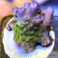 Acropora Coral- SPS Frag-  Apricus Acropora Coral- SPS Frag-  Apricus SPS Acropora Coral- SPS Frag-  Apricus Zeo Box Reef