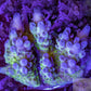 Acropora Coral- SPS Frag-  Apricus Acropora Coral- SPS Frag-  Apricus SPS Acropora Coral- SPS Frag-  Apricus Zeo Box Reef