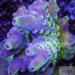 Acropora Coral- SPS Frag-  Apricus Acropora Coral- SPS Frag-  Apricus SPS Acropora Coral- SPS Frag-  Apricus Zeo Box Reef