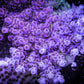 Pink, red, blue, green acropora 