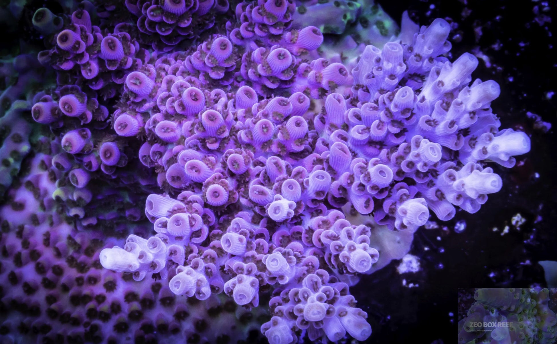 Pink, red, blue, green acropora 