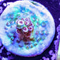 Acropora Coral- SPS Frag-  Red Smiggle Acropora Coral- SPS Frag-  Red Smiggle SPS Acropora Coral- SPS Frag-  Red Smiggle Zeo Box Reef