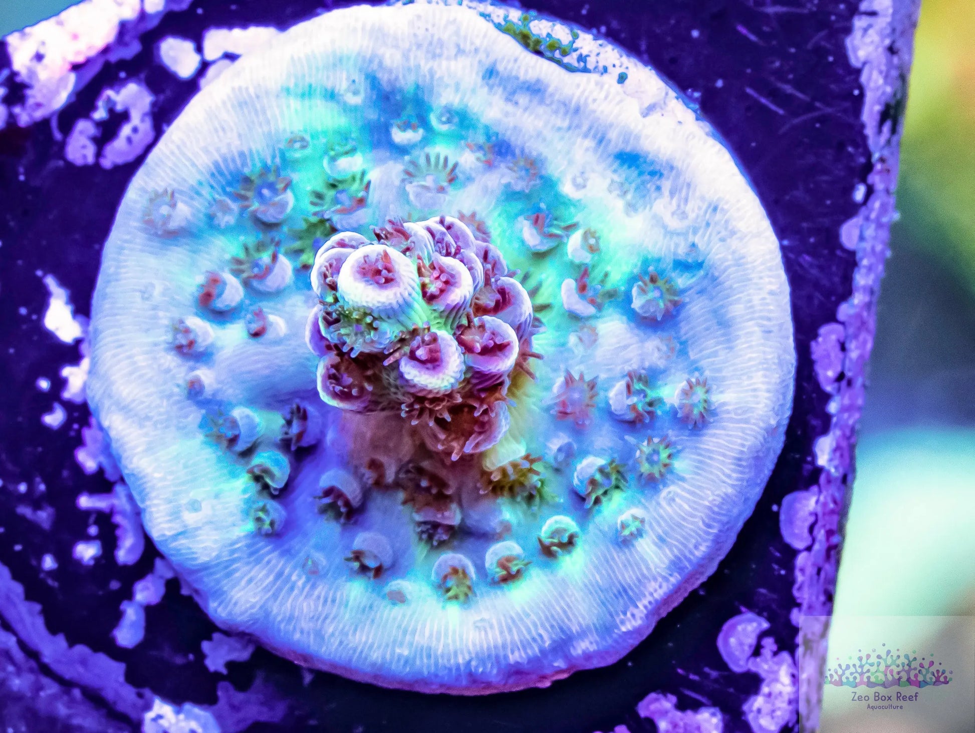 Acropora Coral- SPS Frag-  Red Smiggle Acropora Coral- SPS Frag-  Red Smiggle SPS Acropora Coral- SPS Frag-  Red Smiggle Zeo Box Reef