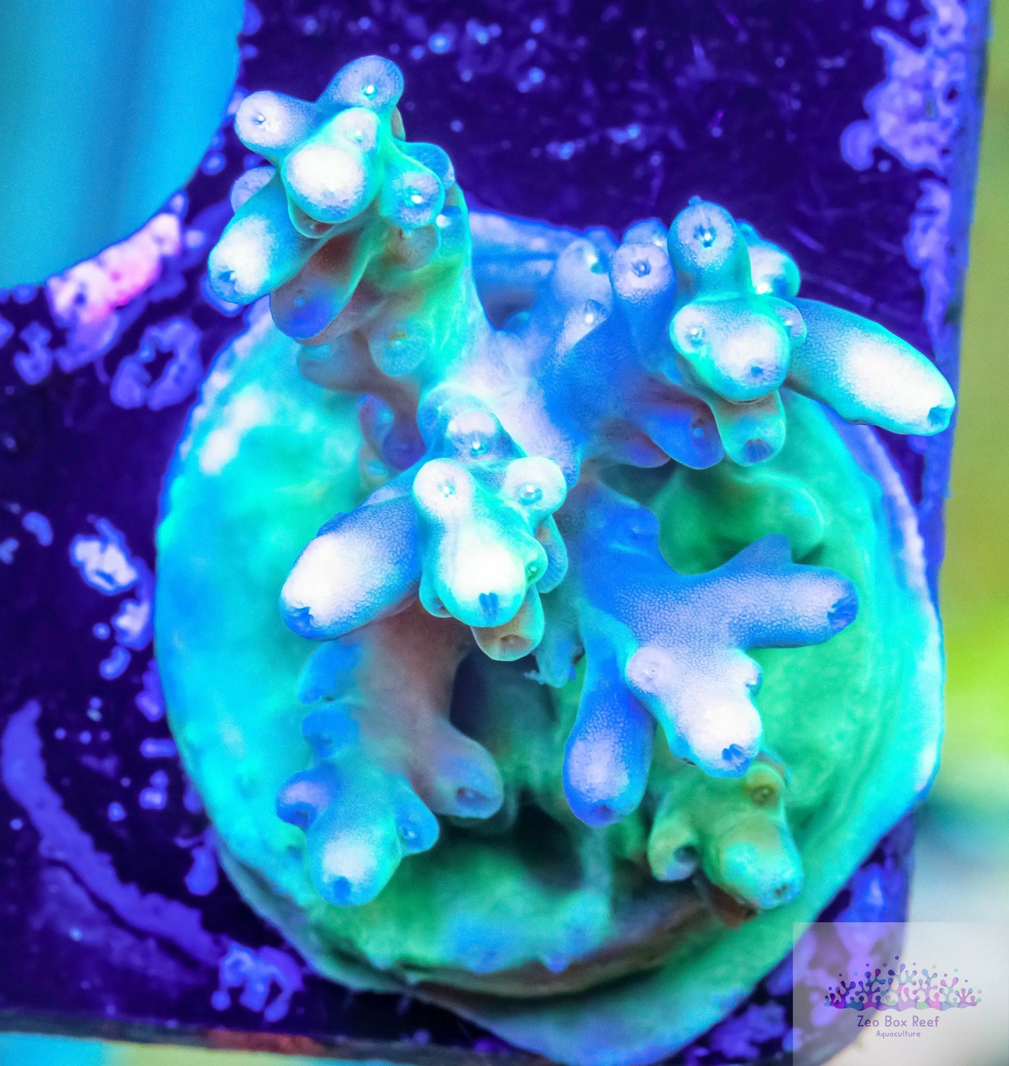 Acropora Coral- SPS Frag- Green with Purple Tips Live Sale Acropora Coral- SPS Frag- Green with Purple Tips Live Sale  Acropora Coral- SPS Frag- Green with Purple Tips Live Sale Zeo Box Reef