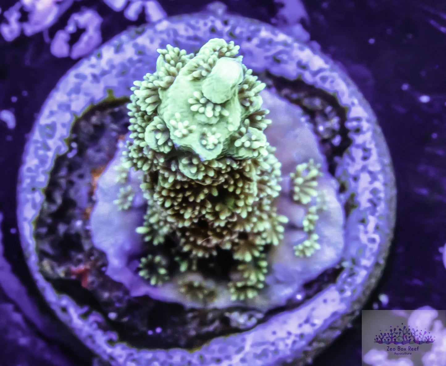 Acropora Coral- SPS Frag- Green, Green Polyps and Purple Base Live Sale Acropora Coral- SPS Frag- Green, Green Polyps and Purple Base Live Sale  Acropora Coral- SPS Frag- Green, Green Polyps and Purple Base Live Sale Zeo Box Reef