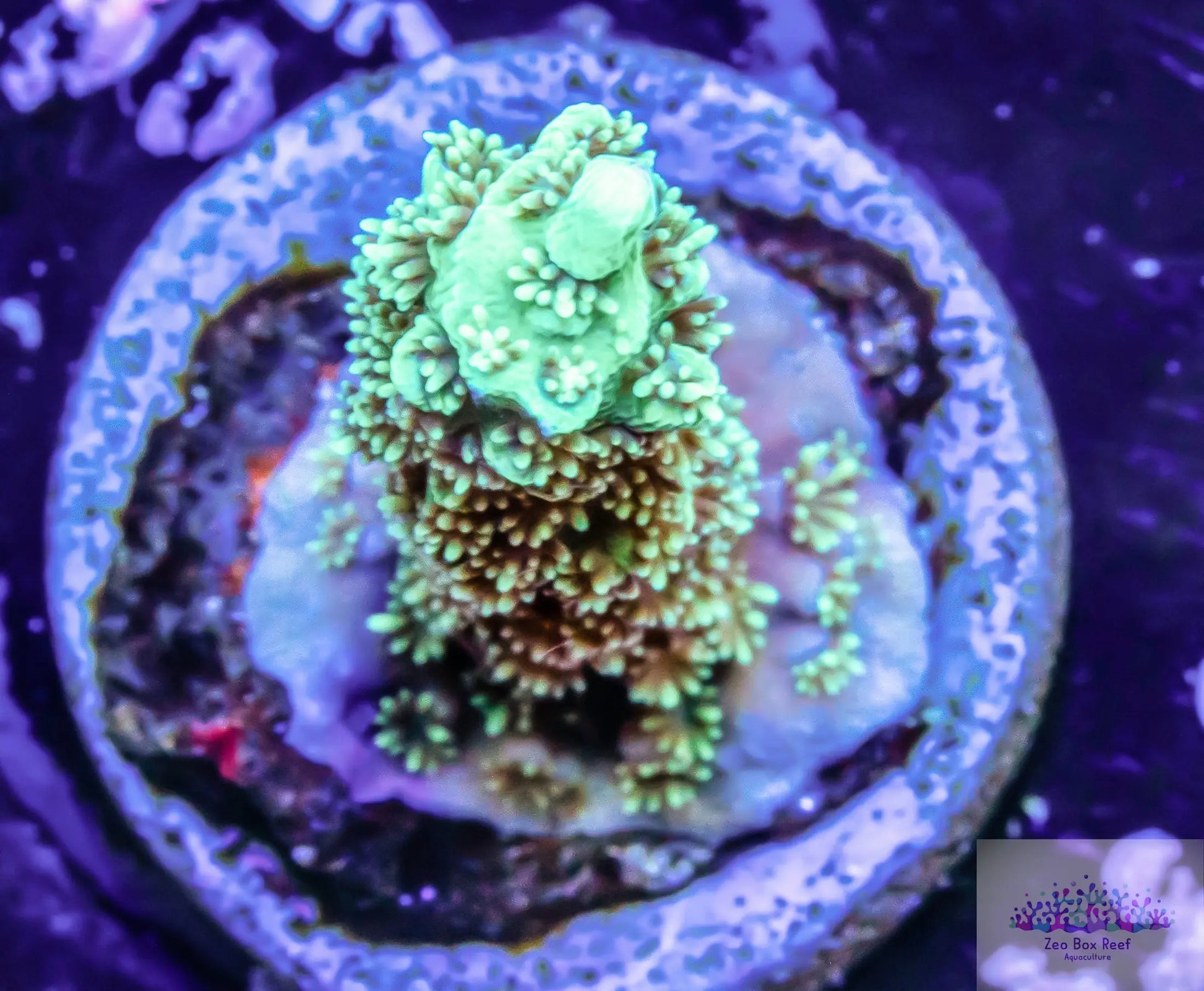 Acropora Coral- SPS Frag- Green, Green Polyps and Purple Base Acropora Coral- SPS Frag- Green, Green Polyps and Purple Base SPS Acropora Coral- SPS Frag- Green, Green Polyps and Purple Base Zeo Box Reef