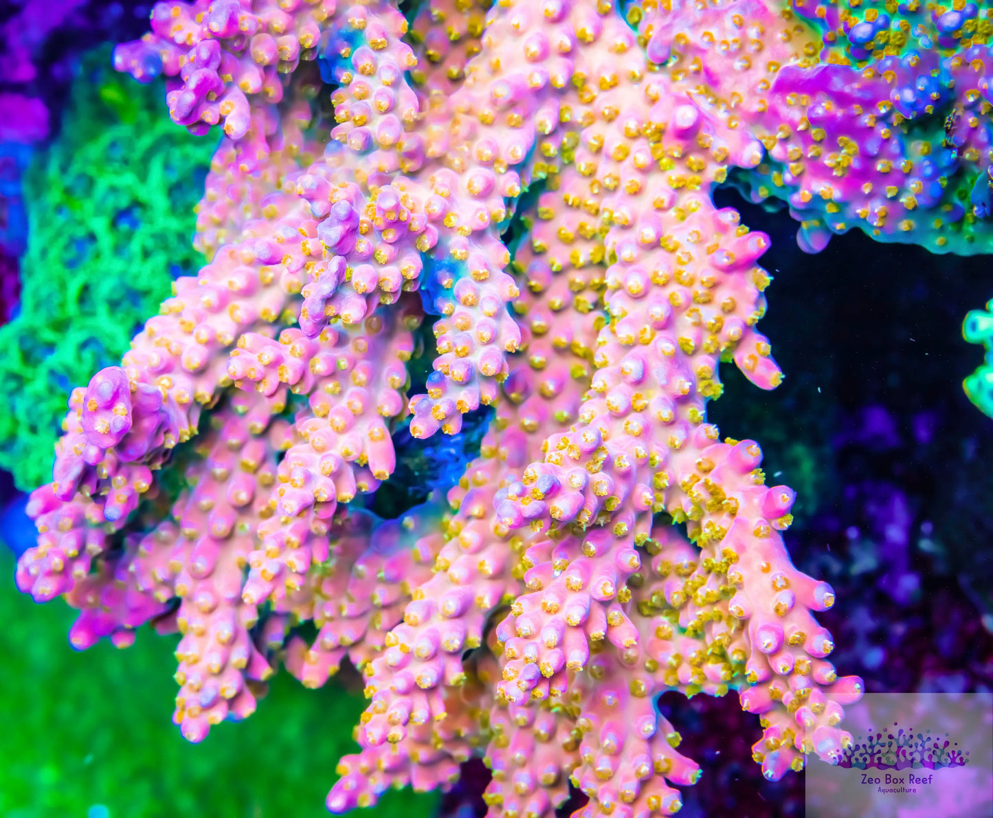 Acropora Coral- SPS Frag- Rainbow Fireworks