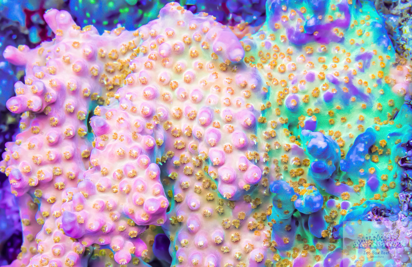 Acropora Coral- SPS Frag- Rainbow Fireworks