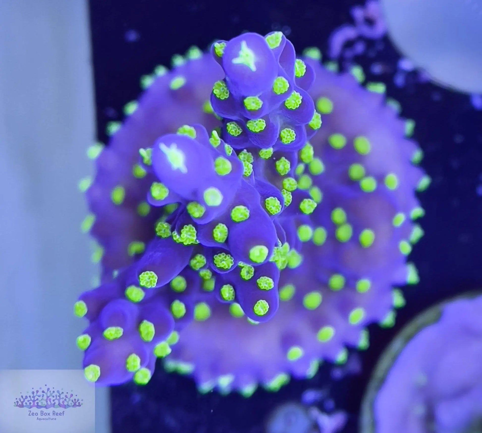 Bonsai Acropora