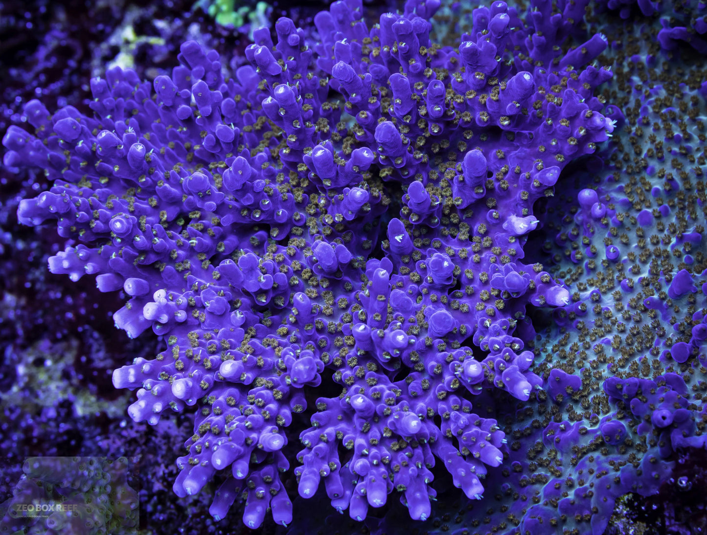 Acropora Coral- SPS Frag- ZBR Fireworks - Zeo Box Reef Aquaculture