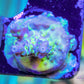 Acropora Coral- SPS Frag- ZBR Fuego Acropora Coral- SPS Frag- ZBR Fuego SPS Acropora Coral- SPS Frag- ZBR Fuego Zeo Box Reef