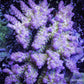 Acropora Coral- SPS Frag- ZBR Fuego Acropora Coral- SPS Frag- ZBR Fuego SPS Acropora Coral- SPS Frag- ZBR Fuego Zeo Box Reef