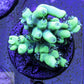 Highlighter acro