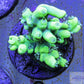 Fluro Green Acro Frag