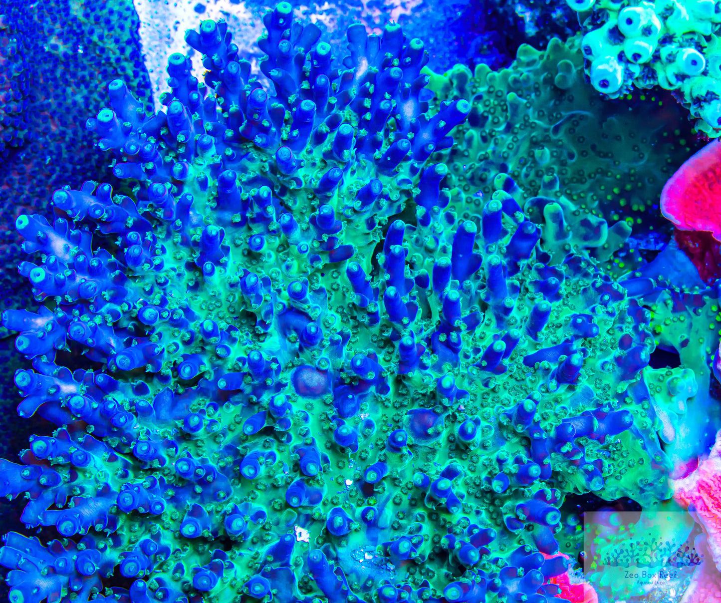 Acropora Coral- SPS Frag- ZBR Mass Effect