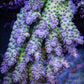 Acropora Coral- SPS Frag- ZBR Sensation Acropora Coral- SPS Frag- ZBR Sensation SPS Acropora Coral- SPS Frag- ZBR Sensation Zeo Box Reef