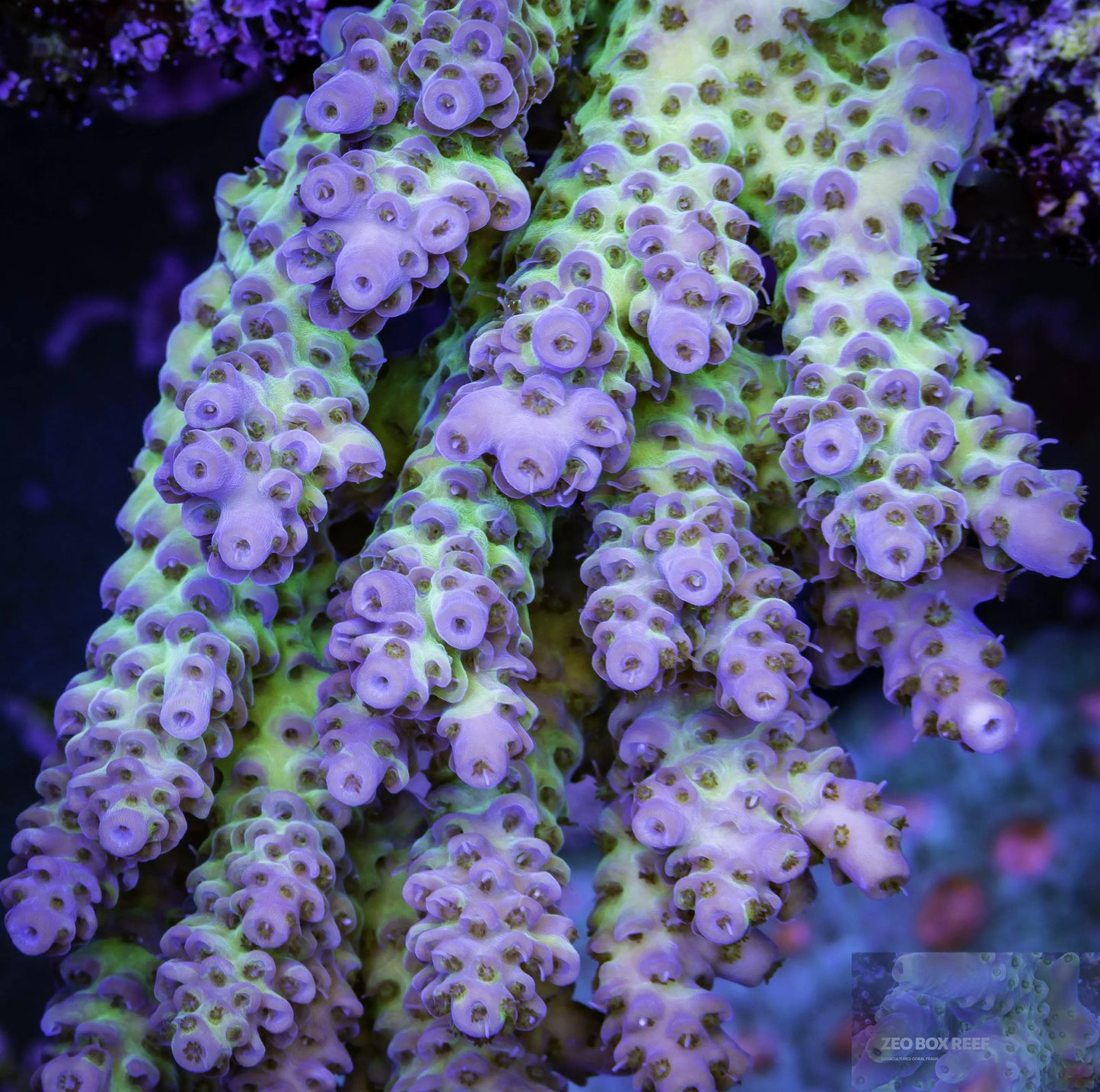 Acropora Coral- SPS Frag- ZBR Sensation Acropora Coral- SPS Frag- ZBR Sensation SPS Acropora Coral- SPS Frag- ZBR Sensation Zeo Box Reef