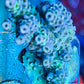 Acropora Coral- SPS Frag- ZBR Sensation Acropora Coral- SPS Frag- ZBR Sensation SPS Acropora Coral- SPS Frag- ZBR Sensation Zeo Box Reef